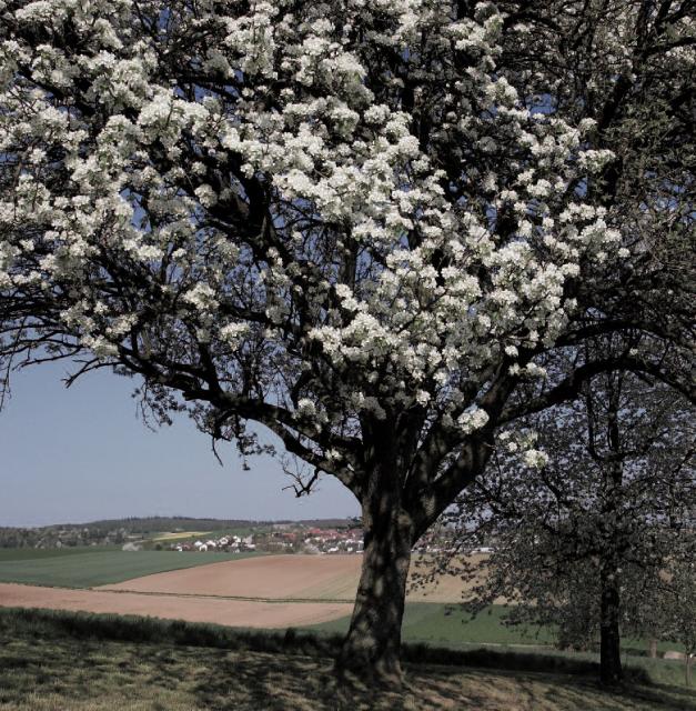 Landschaft bei Diedelsheim Landschaft bei Diedelsheim