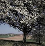 Landschaft bei Diedelsheim