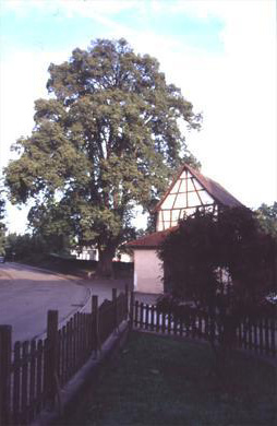 Impressionen von Rinklingen Impressionen von Rinklingen